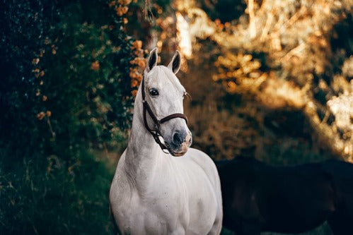 Ein Weißes Pferd.