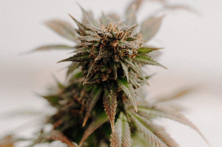Cannabis