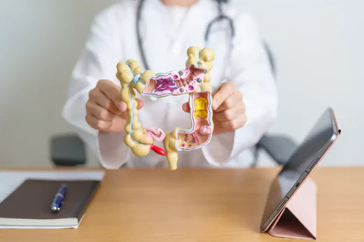 Doktor zeigt eine Model des menschlichen Darms