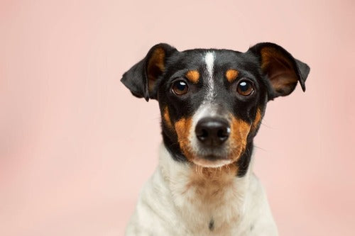 Ein Hund schaut in die Kamera, der Hintergrund ist pink.