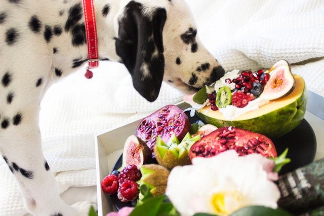 Ein Hund isst Obst 