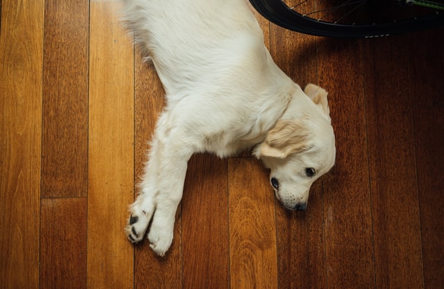 Ein weißer Hund liegt auf dem Boden.