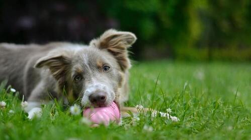 Ein Hund liegt auf einer Wiese und beißt auf einem pinken Ball.