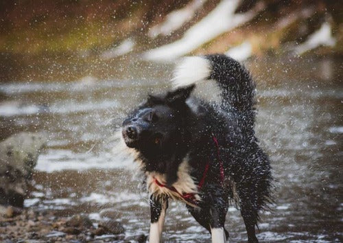 Ein Hund schüttelt sich im Regen.