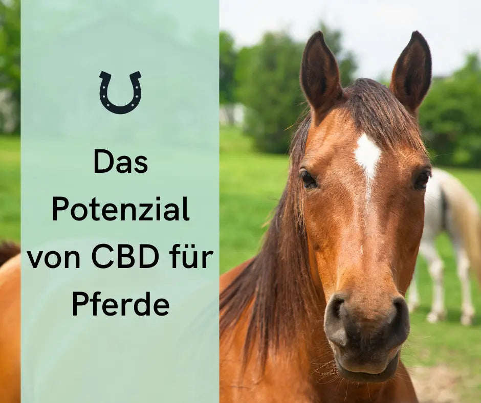 CBD-Öl zur Beruhigung von Pferden: Wie es wirkt und wie man es anwendet