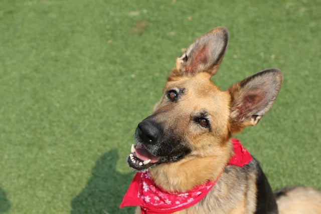 CBD Öl-Dosierung für Deutsche Schäferhunde: Ratschläge und Bewertungen von Hundebesitzern