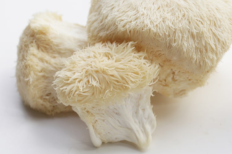 Löwenmähne Pilz Wirkung: Der Vitalpilz für Gehirn und Nerven