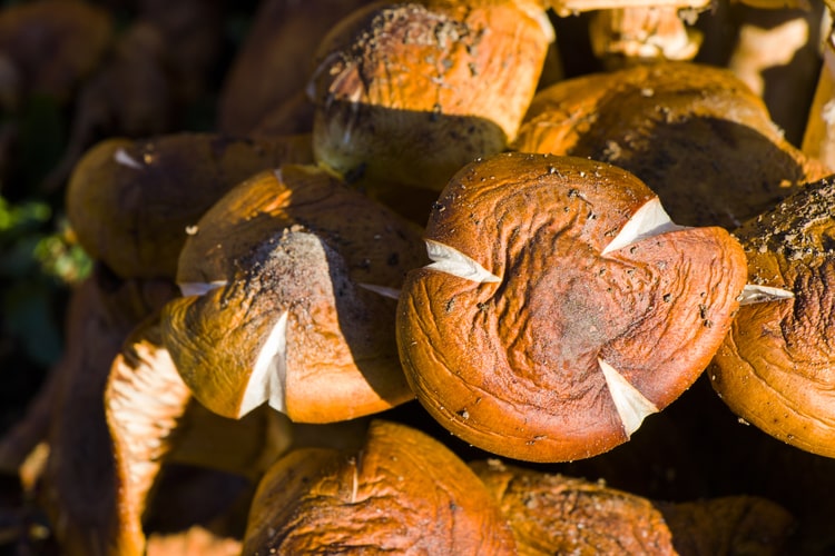 Shiitake Pilze: Gesundheitliche Vorteile, Inhaltsstoffe und Heilwirkungen