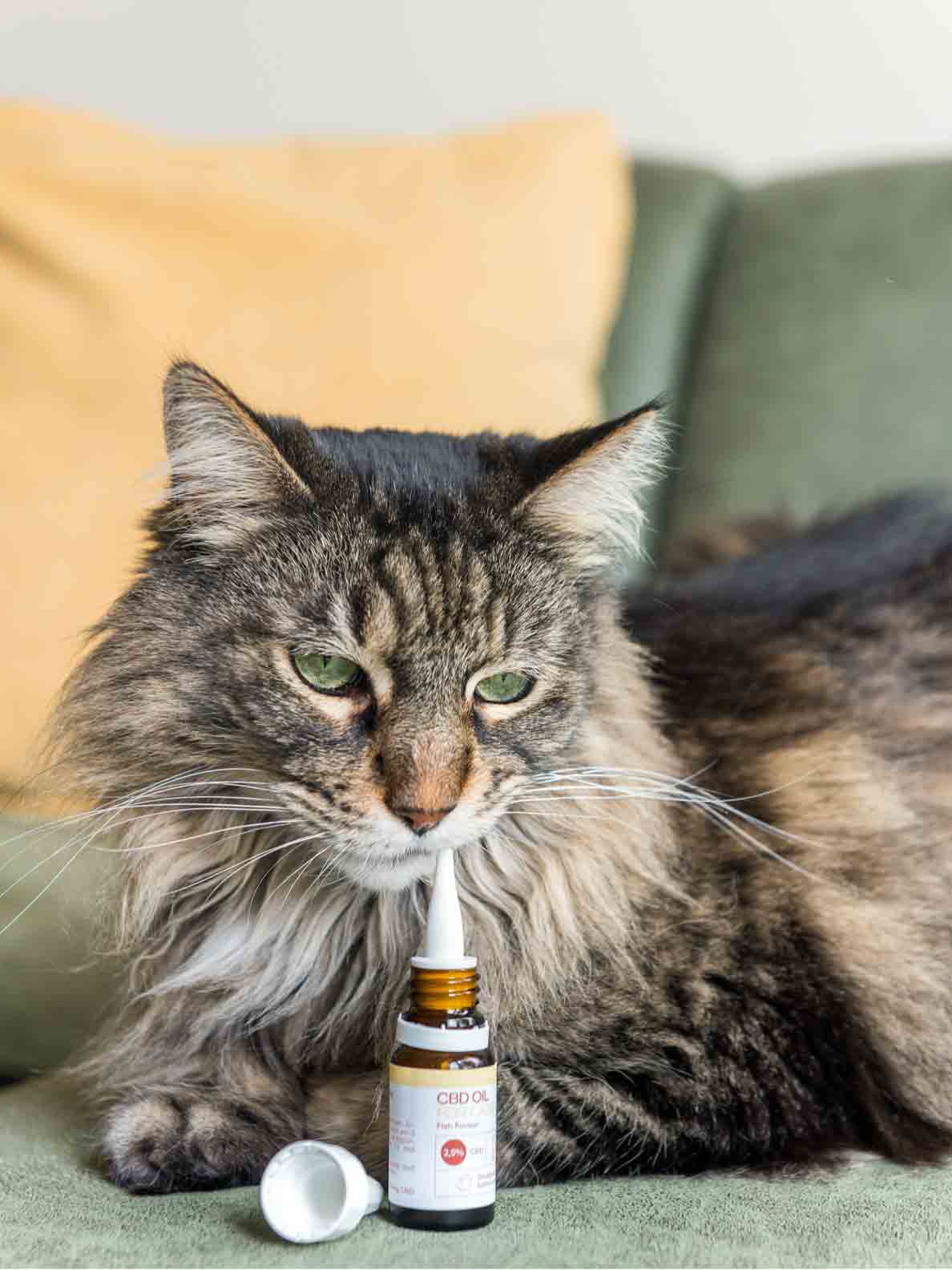 Eine Katze die hinter einer NatuPet CBD Flasche für Katzen sitzt 