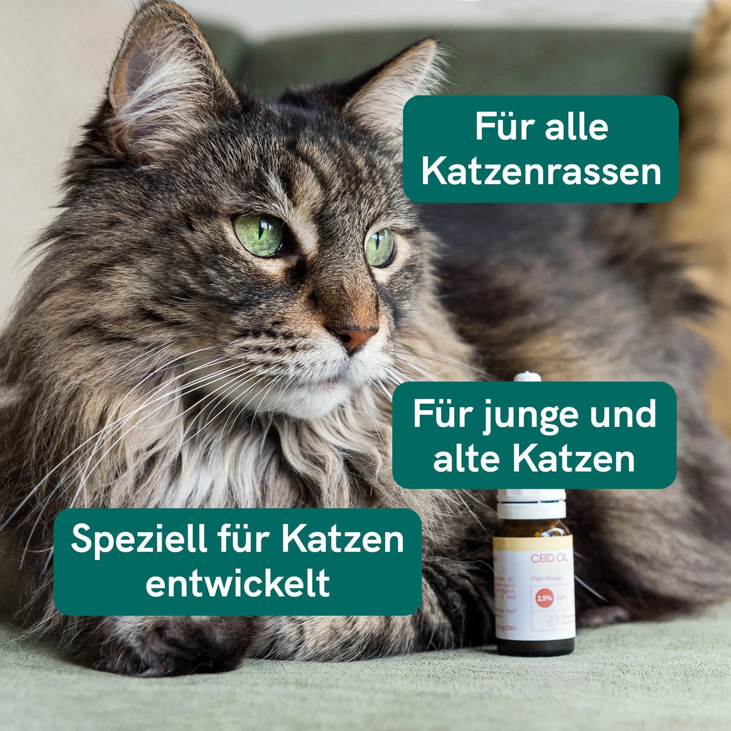 CBD Öl für Katzen - Fisch (2,5%)