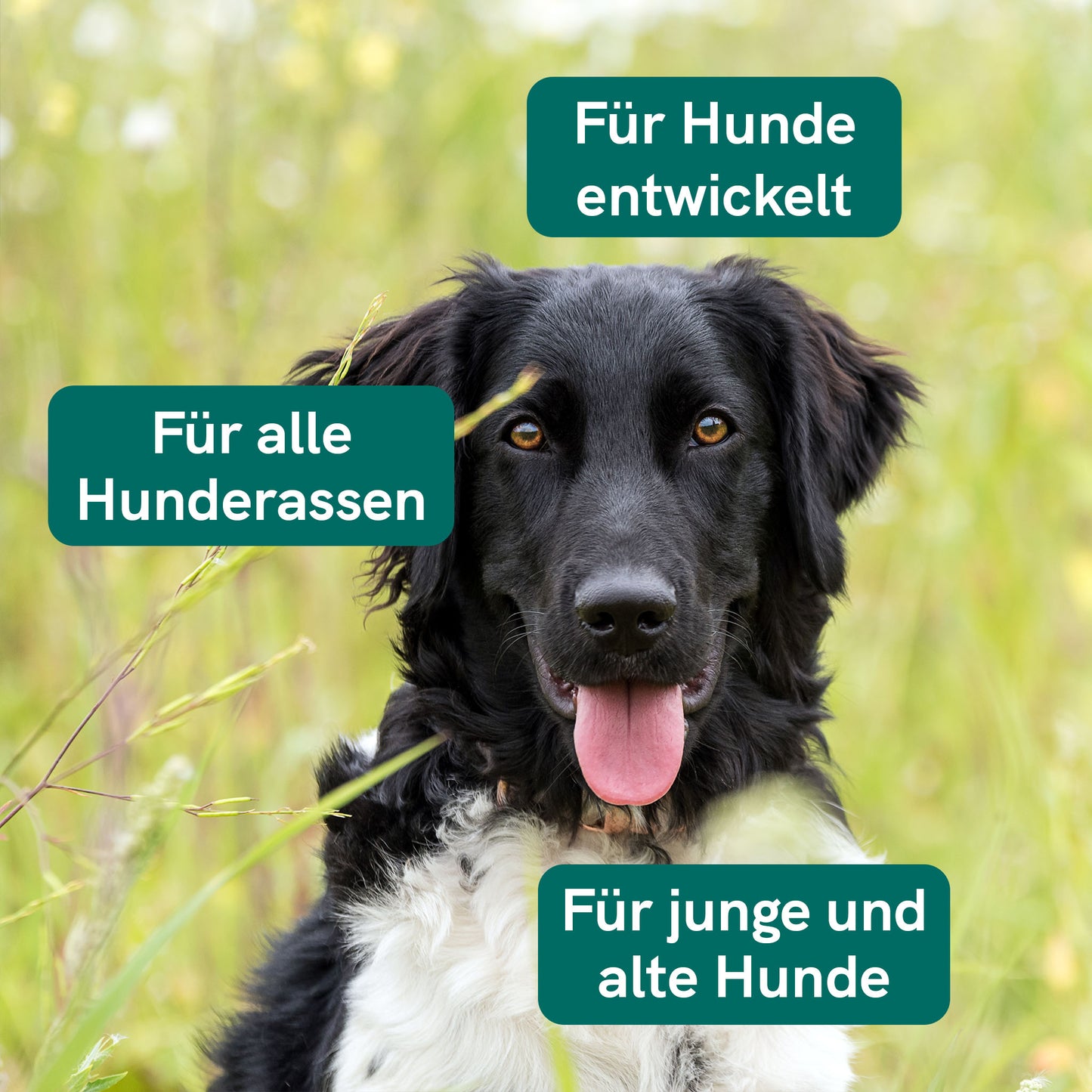CBD Öl für Hunde - Rind (2,5%)