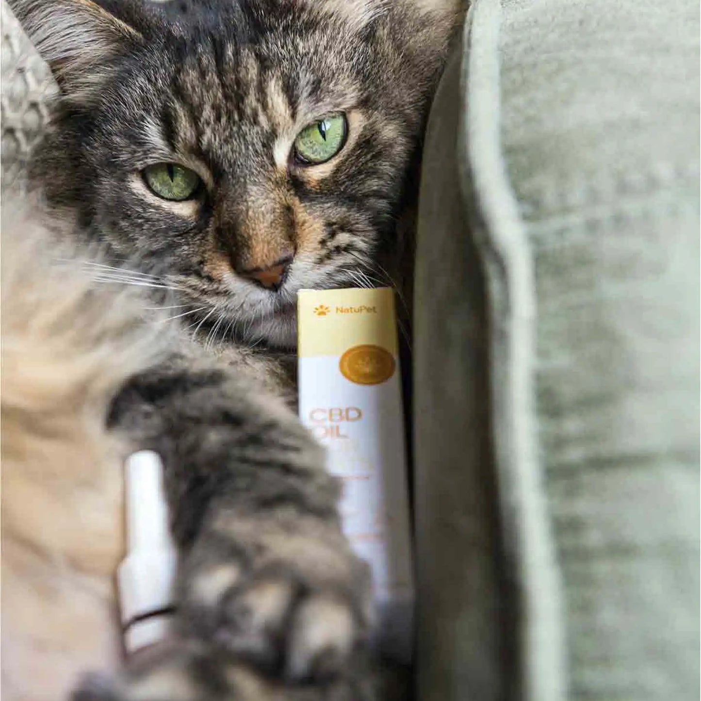 eine braune Katze liegt auf einem Sofa während diese das Produkt auf sich liegen hat