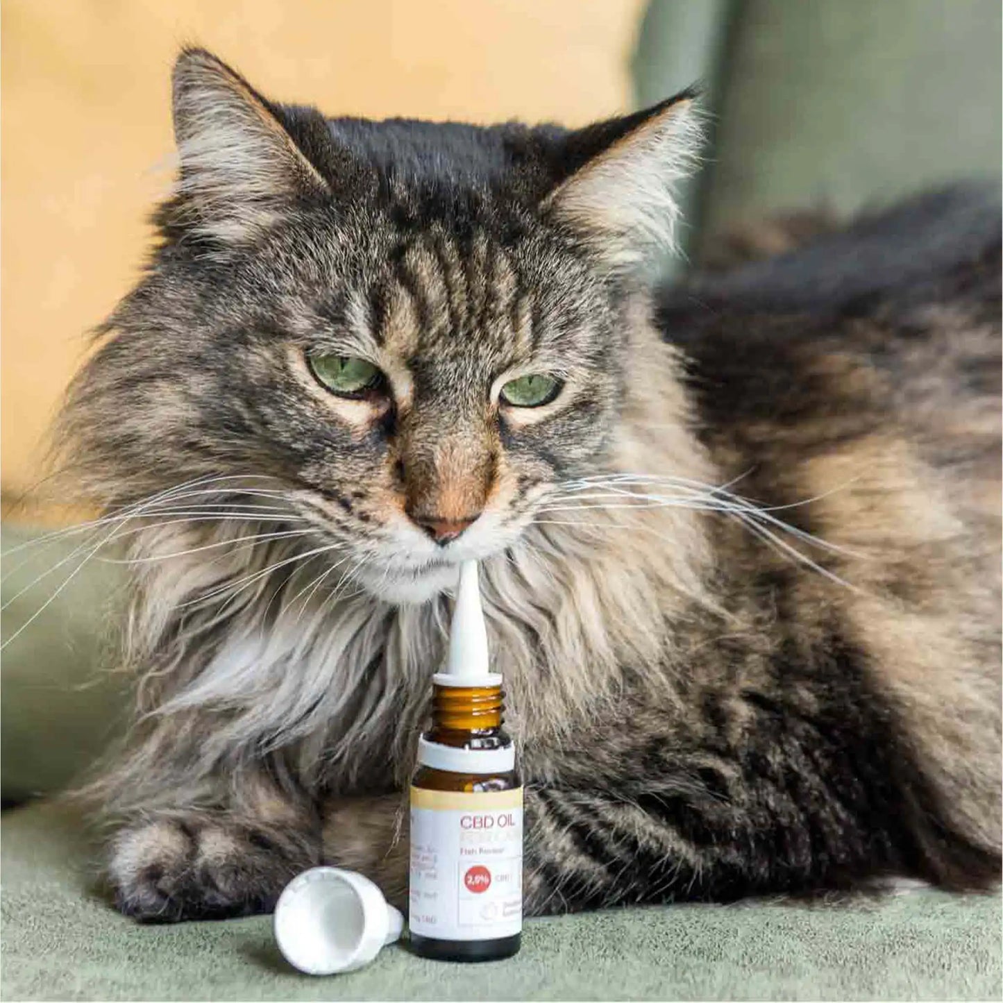 eine brauen Katze richt an der offenen Flasche des CBD Öles während diese auf einem Sofa liegt